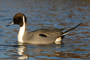 Pintail.jpg